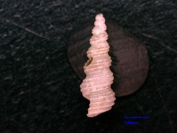 Media type: image;   Malacology 125505 Description: side view of shell;  Aspect: lateral